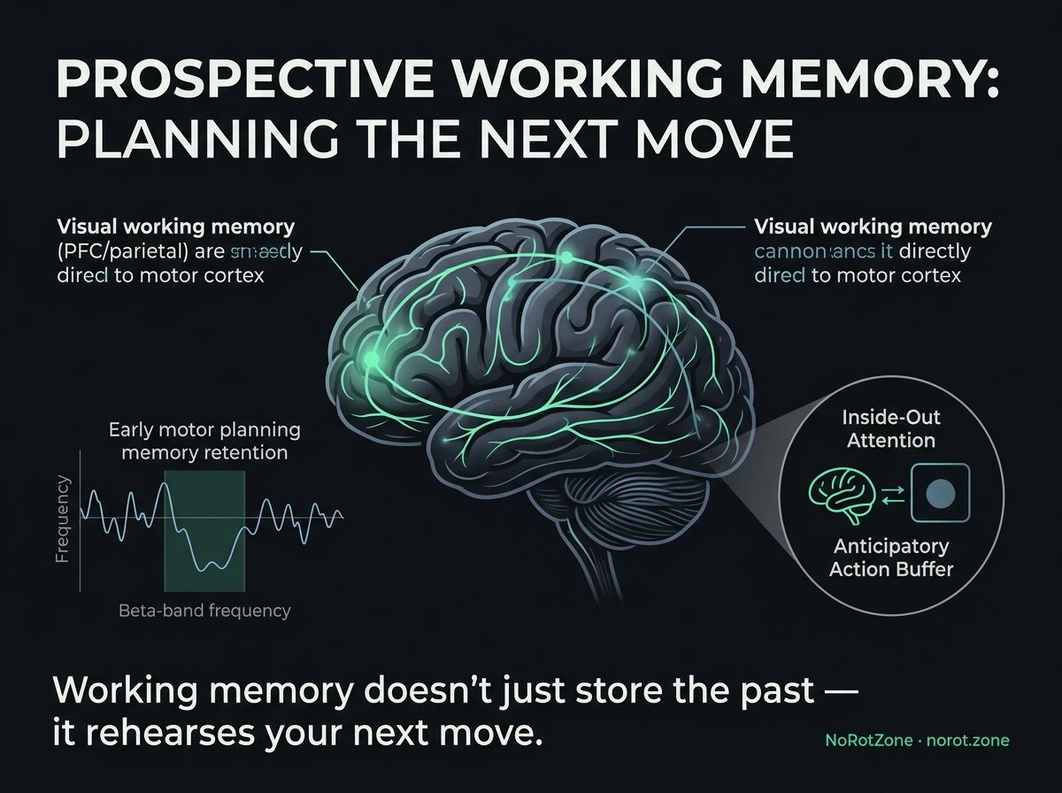Prospective working memory neuroscience infographic — Van Ede & Nobre inside-out attention model, early motor cortex beta-band suppression during memory encoding, and prospective action buffer